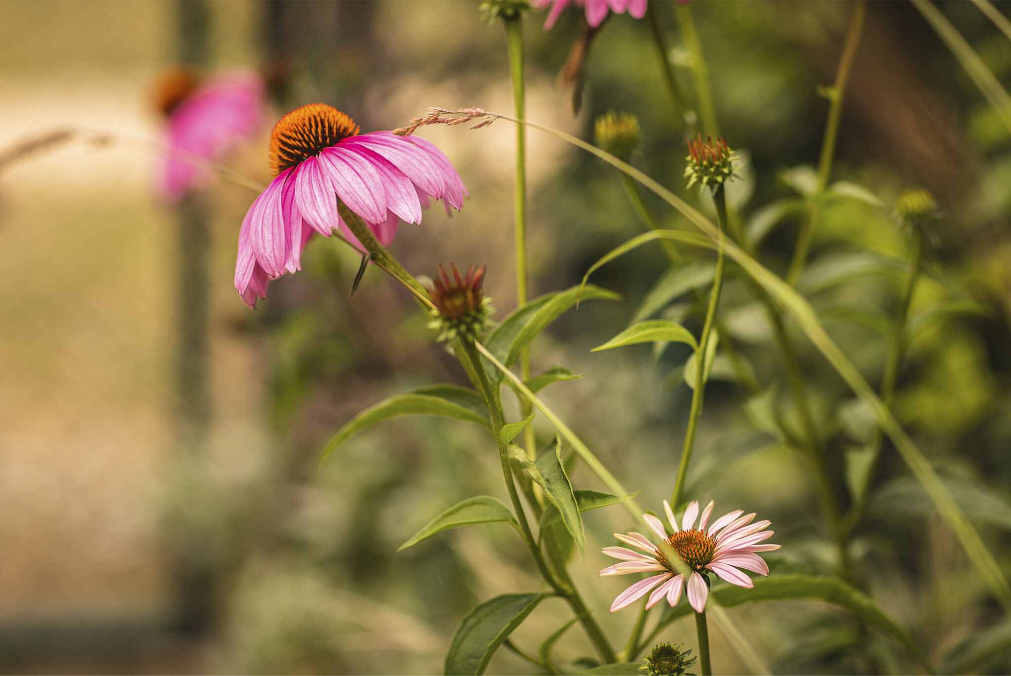 Der Garten im Klimawandel AvantGarten