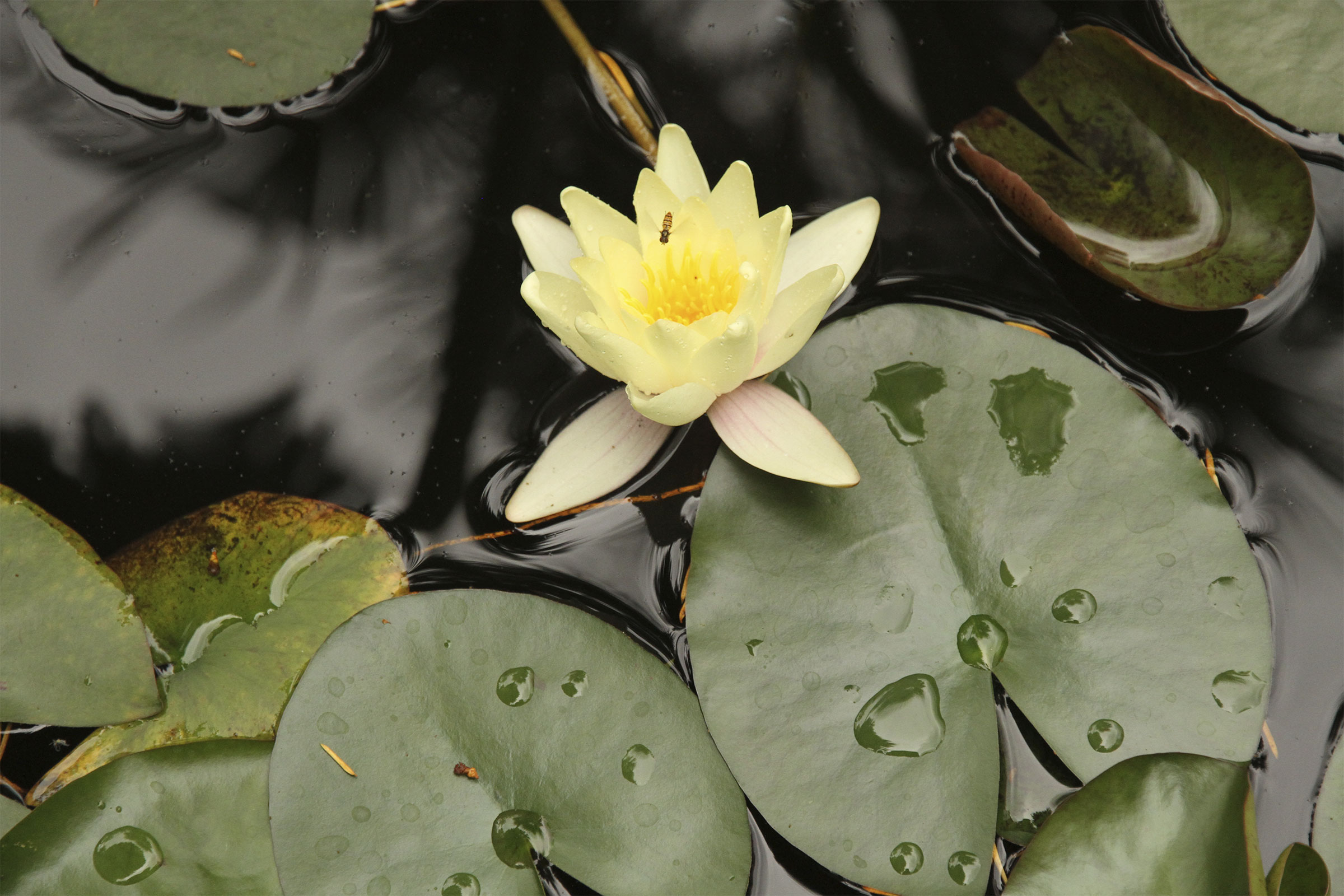 Schattengarten in Innenhof – AvantGarten